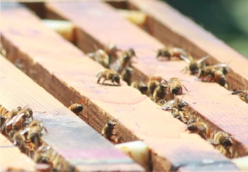 みつばちファーム眉丈 イメージ