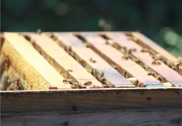 みつばちファーム眉丈 イメージ